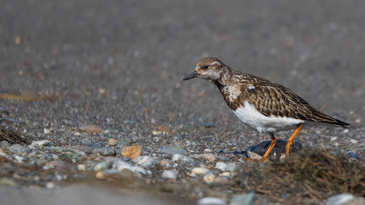 Ruddy Turnstone - ML644255324
