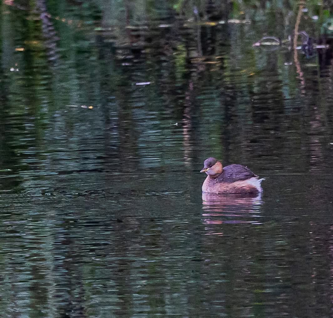 Little Grebe - ML644255326