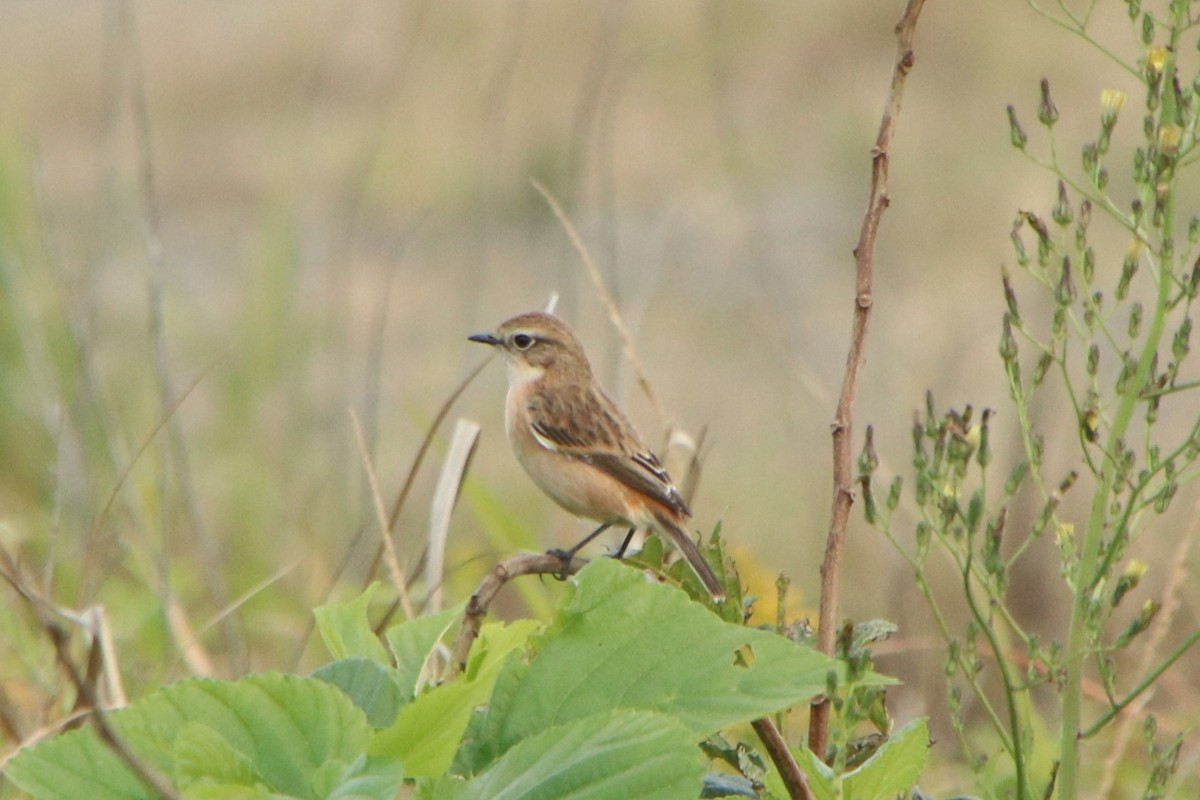 Amur Stonechat - ML644255327