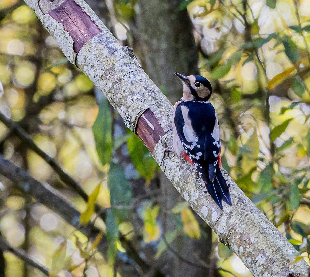 Great Spotted Woodpecker - ML644255328