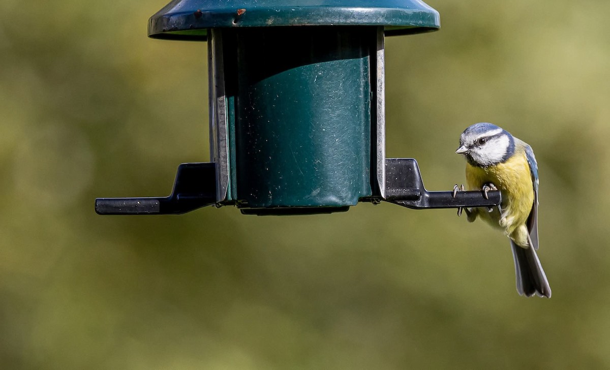 Eurasian Blue Tit - ML644255332