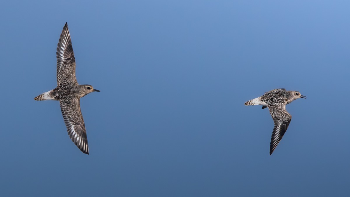 Black-bellied Plover - ML644255333