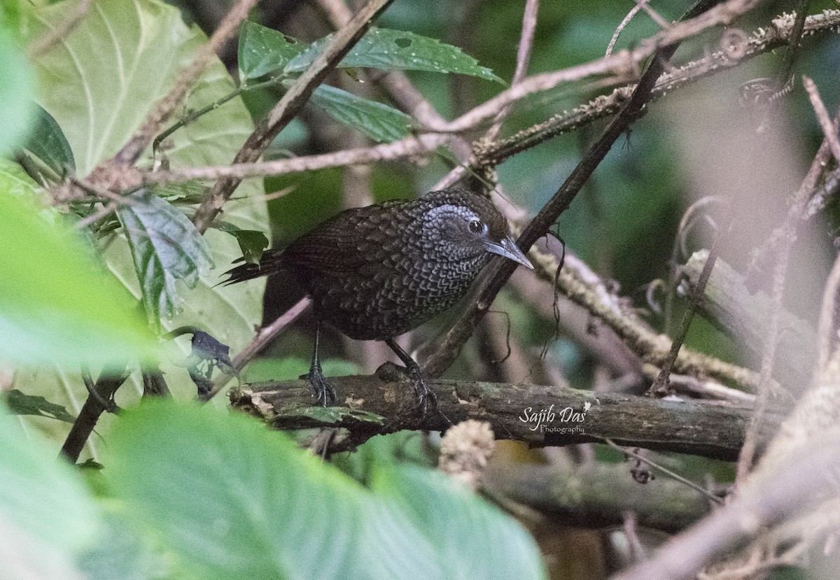 Cachar Wedge-billed Babbler - ML644255334