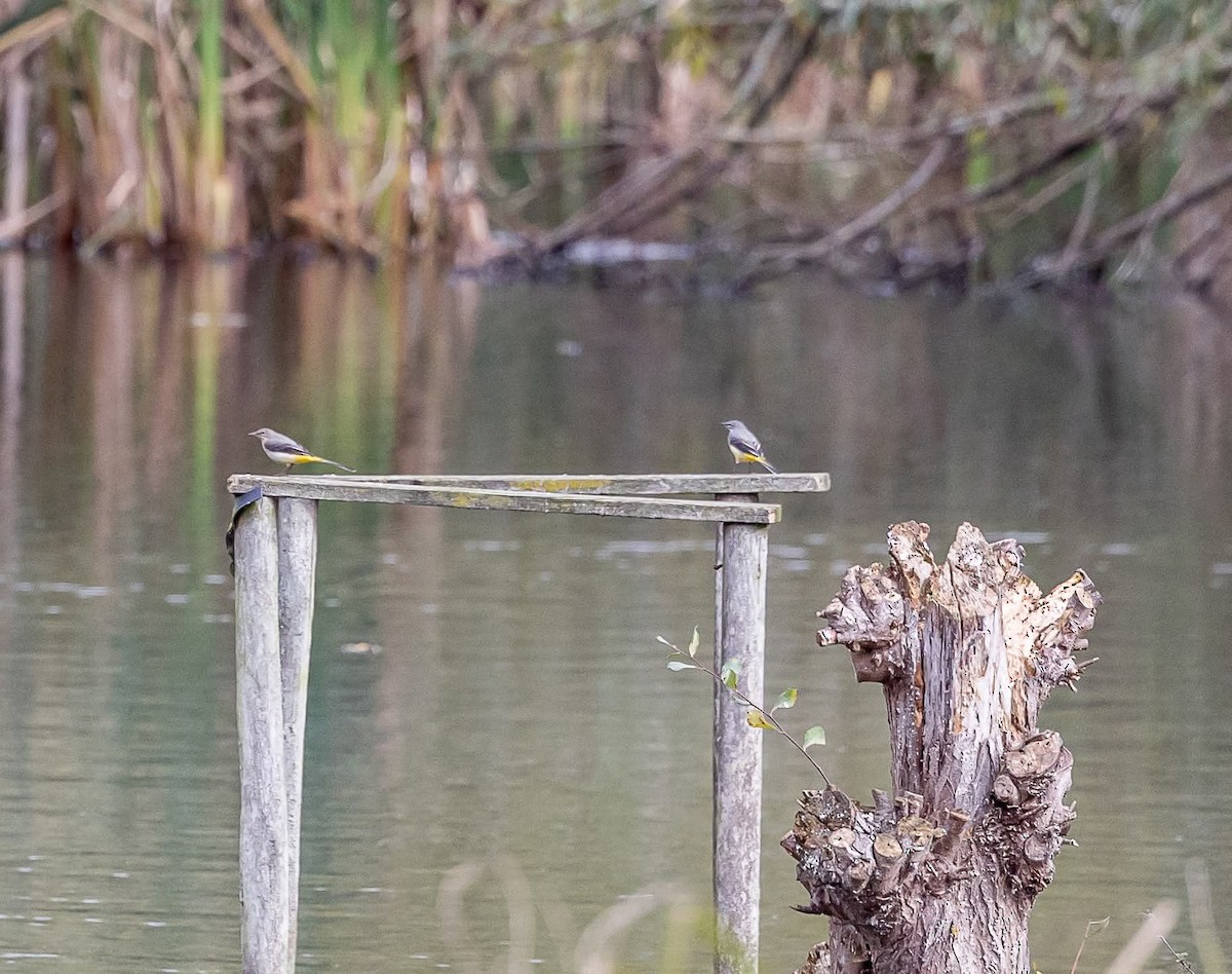 Gray Wagtail - ML644255335