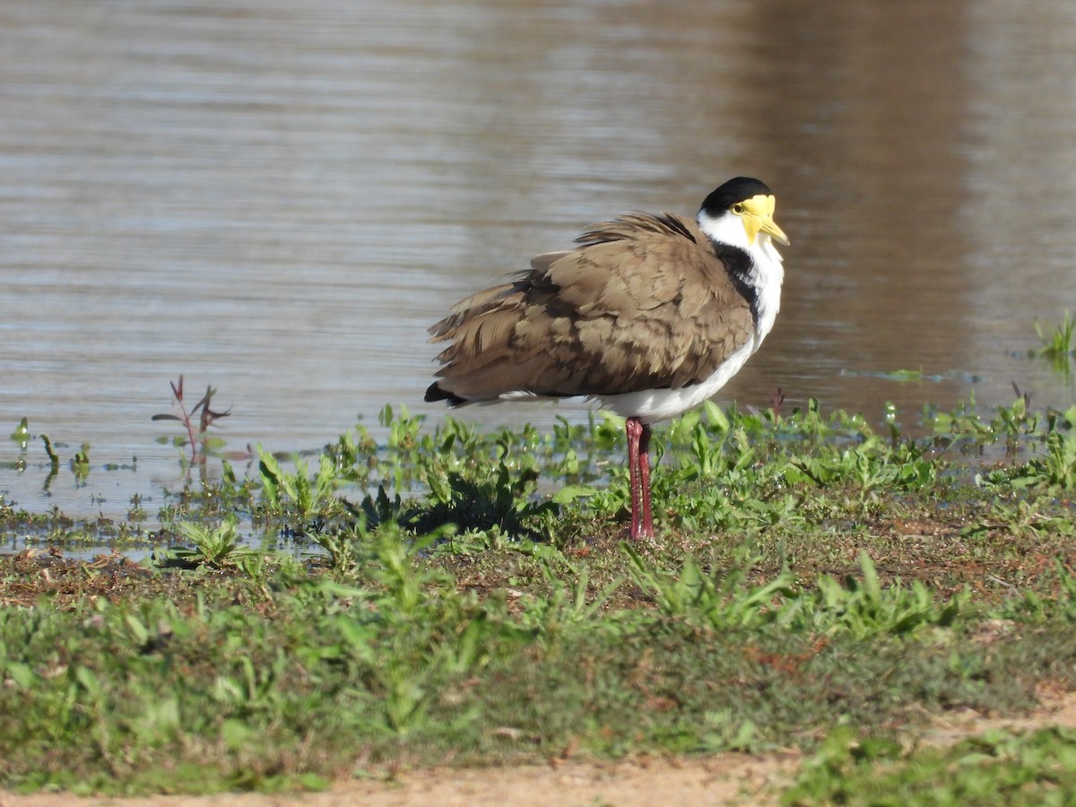 Masked Lapwing - ML644255336