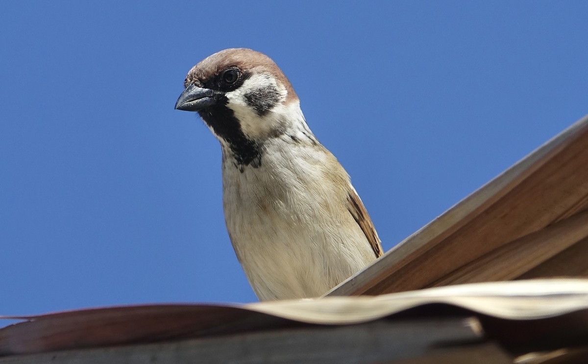 Ağaç Serçesi - ML644255339