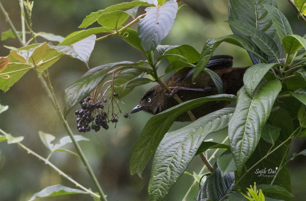 blåvingelattertrost - ML644255341