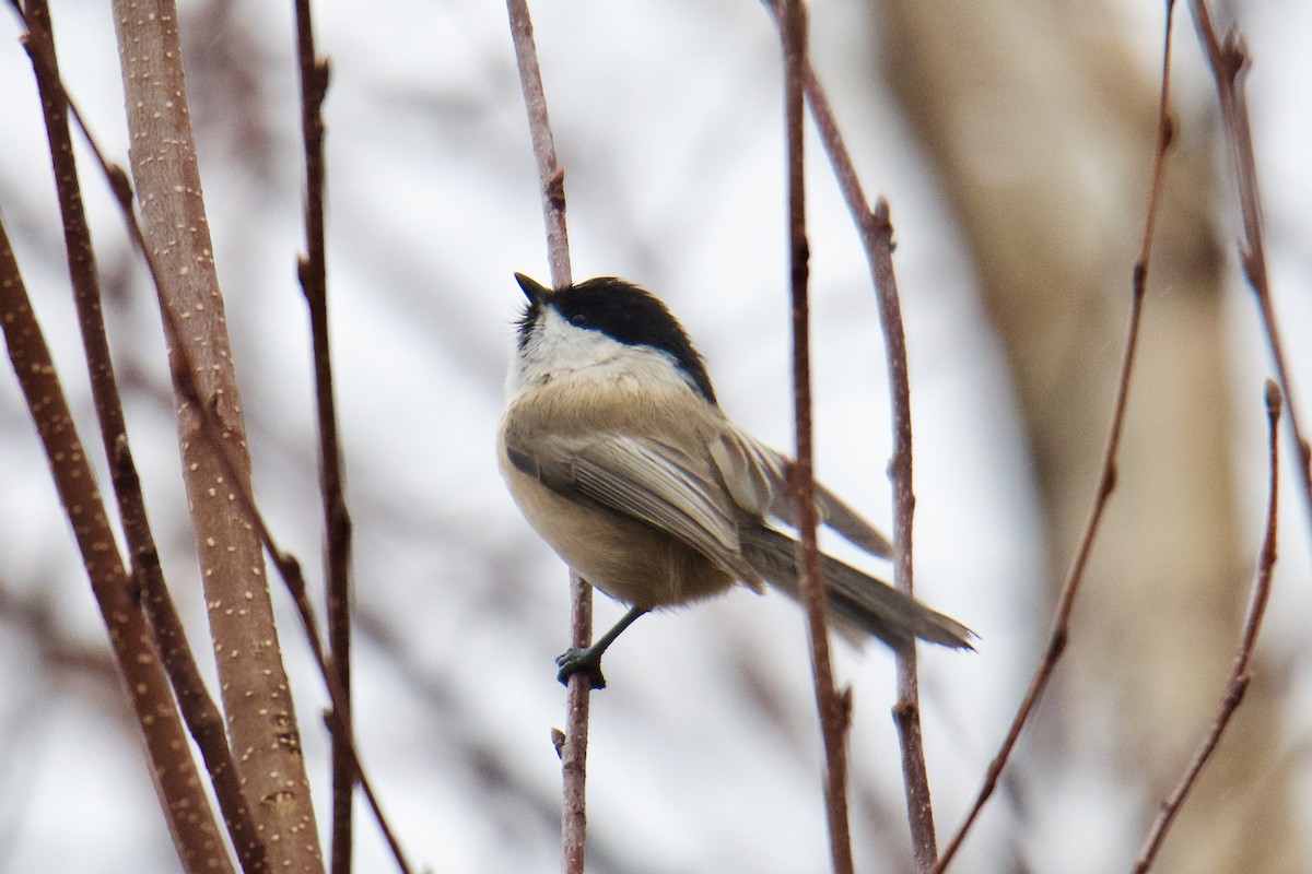 Mésange boréale - ML644255342