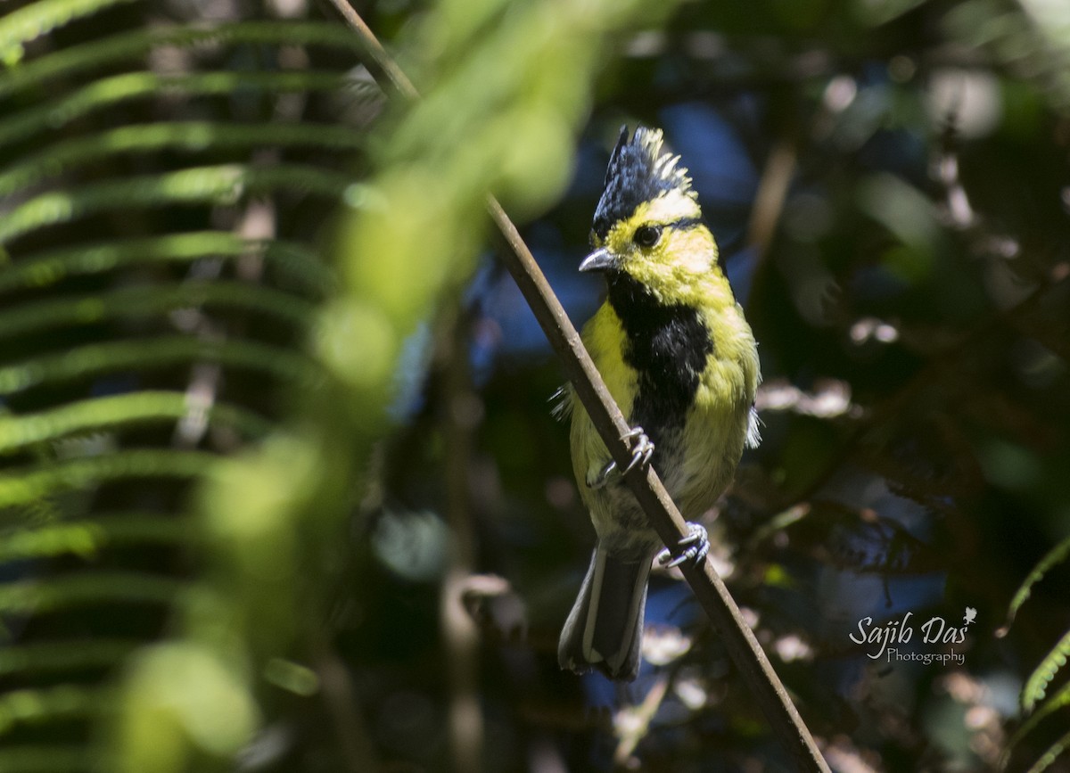 Mésange à dos tacheté - ML644255346
