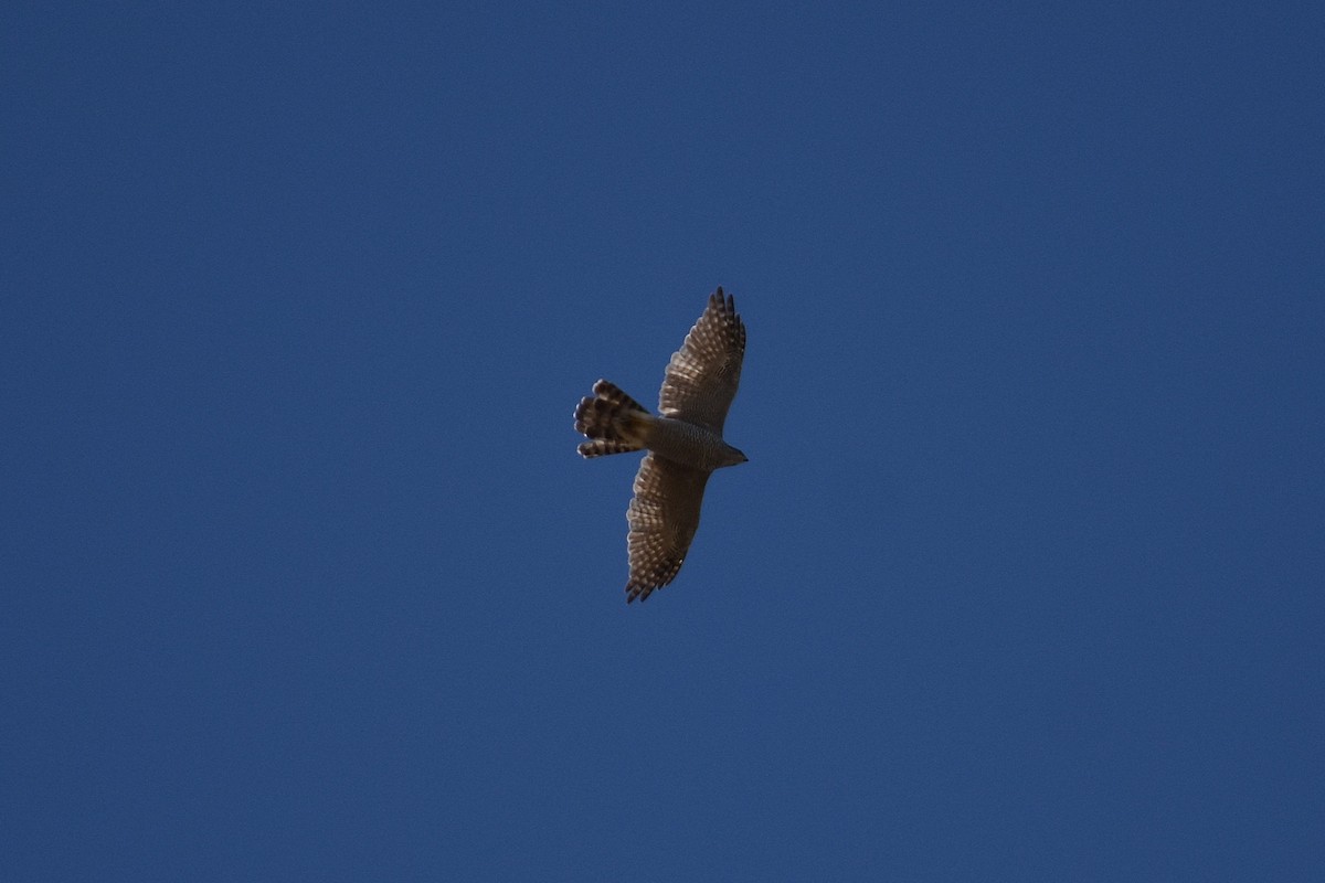 Үлэг харцага - ML644255350