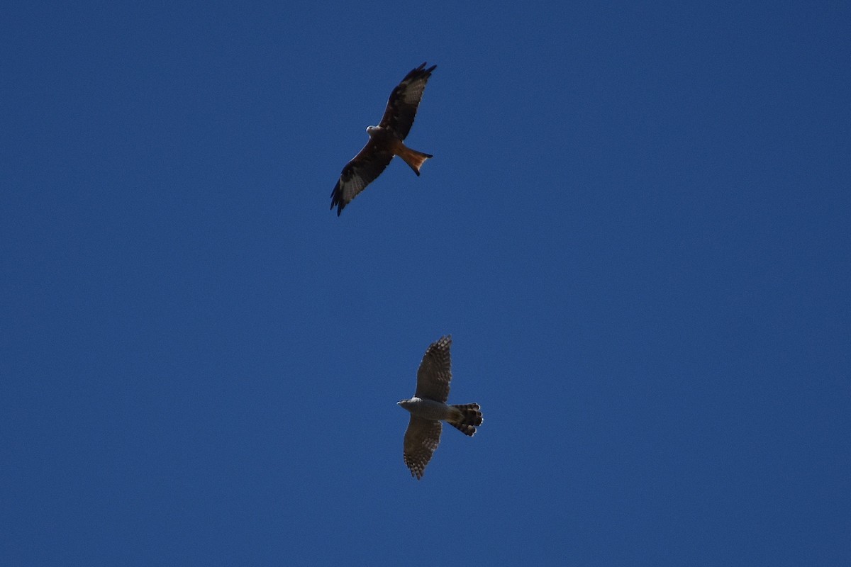 Үлэг харцага - ML644255351