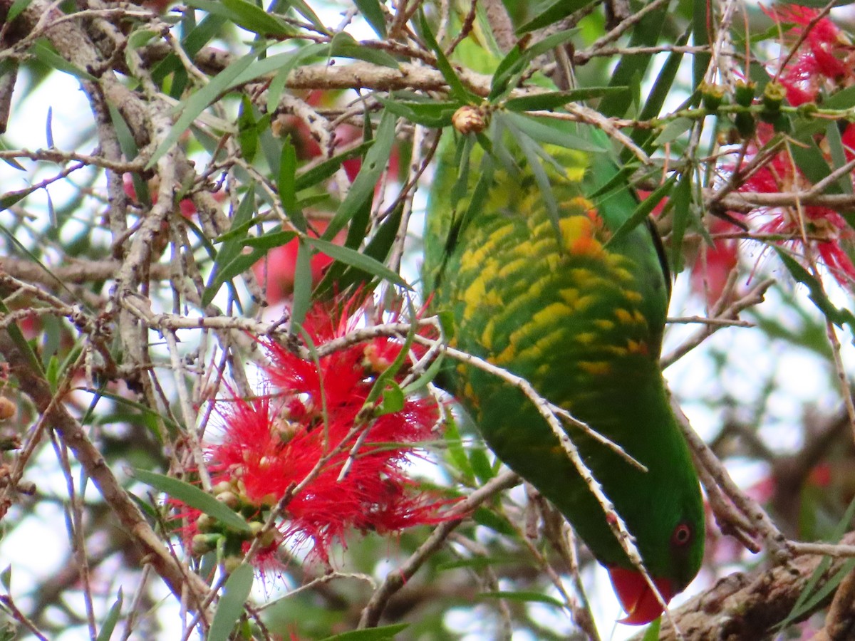 Scaly-breasted Lorikeet - ML644255352