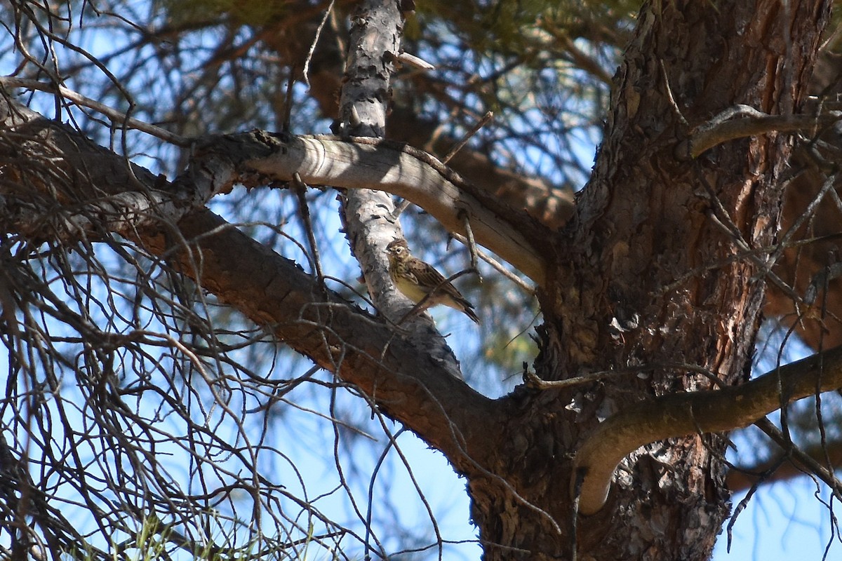 Wood Lark - ML644255357