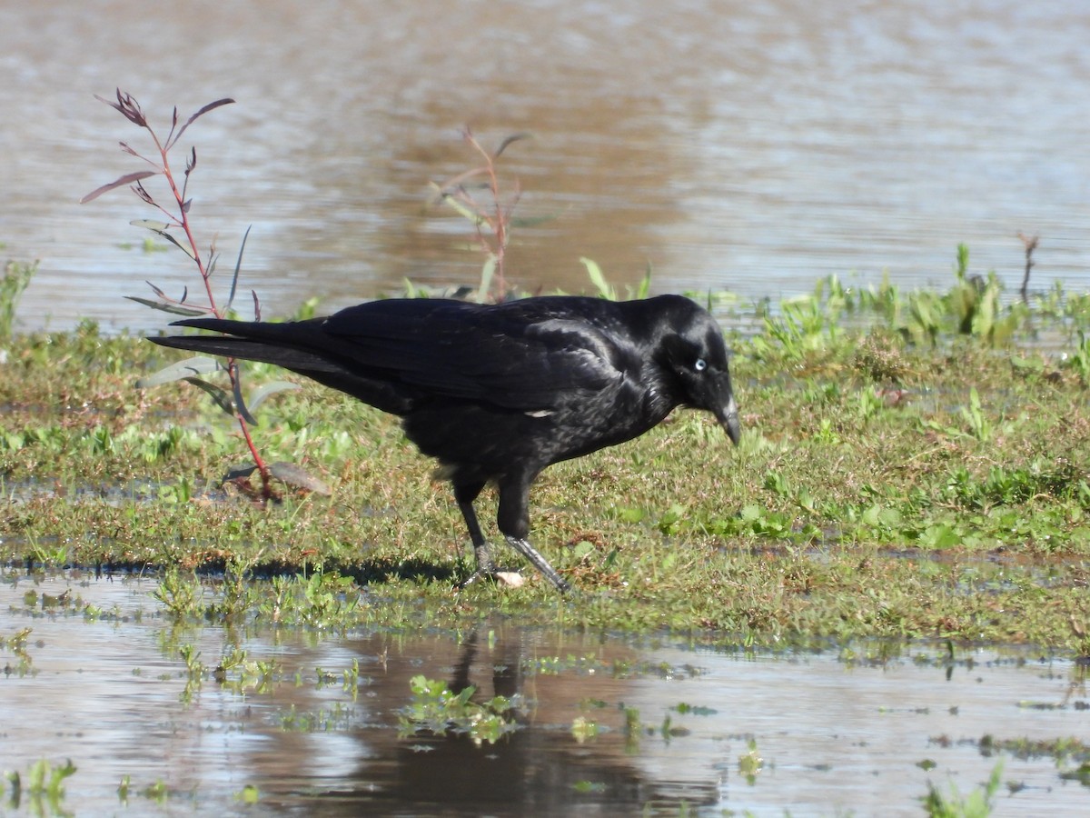 Южноавстралийский ворон - ML644255361
