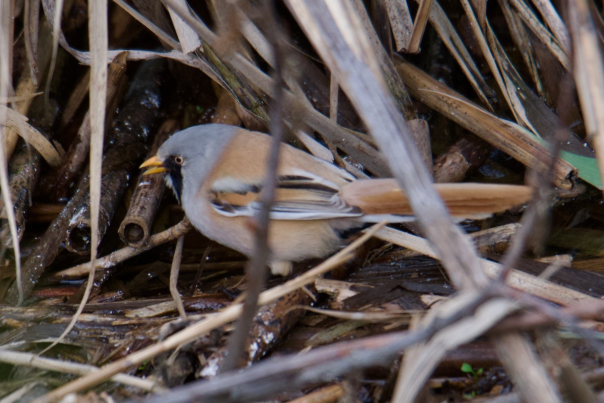 Bearded Reedling - ML644255363