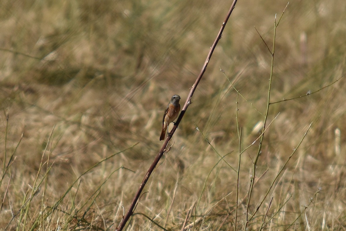 Эгэл гал сүүлт - ML644255368