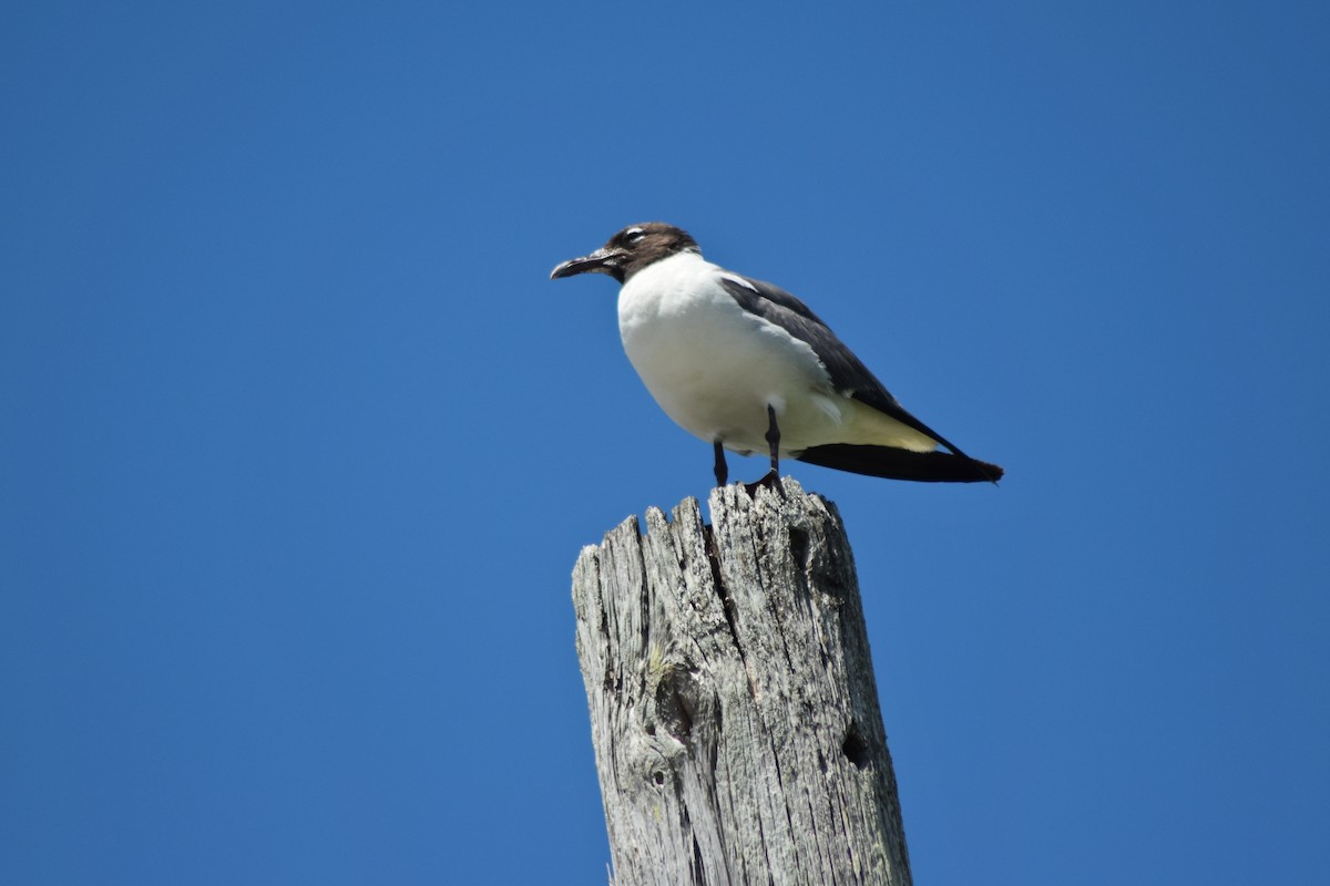 Ацтекская чайка - ML644255369