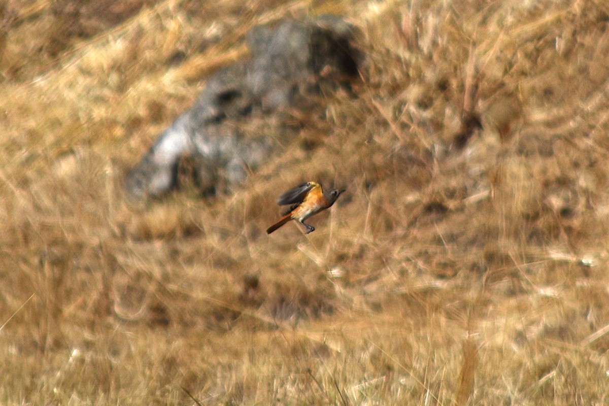 Эгэл гал сүүлт - ML644255370