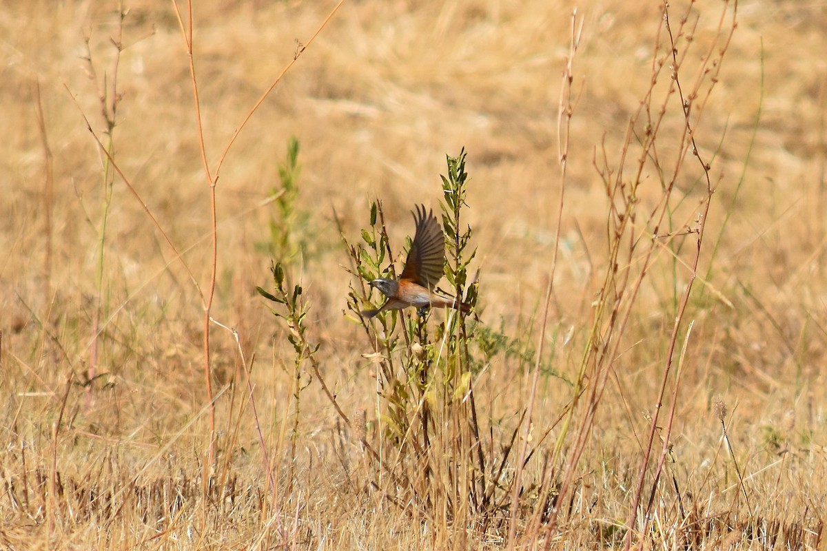 Эгэл гал сүүлт - ML644255373