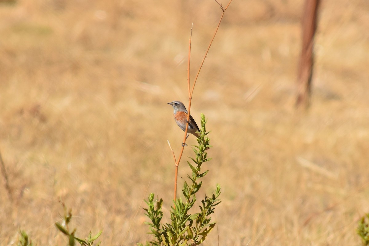 Эгэл гал сүүлт - ML644255374