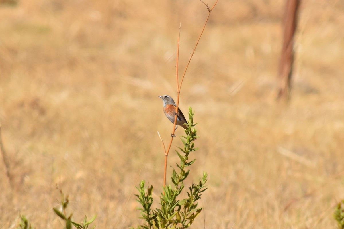 Эгэл гал сүүлт - ML644255376