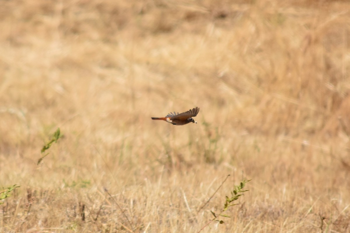 Эгэл гал сүүлт - ML644255377