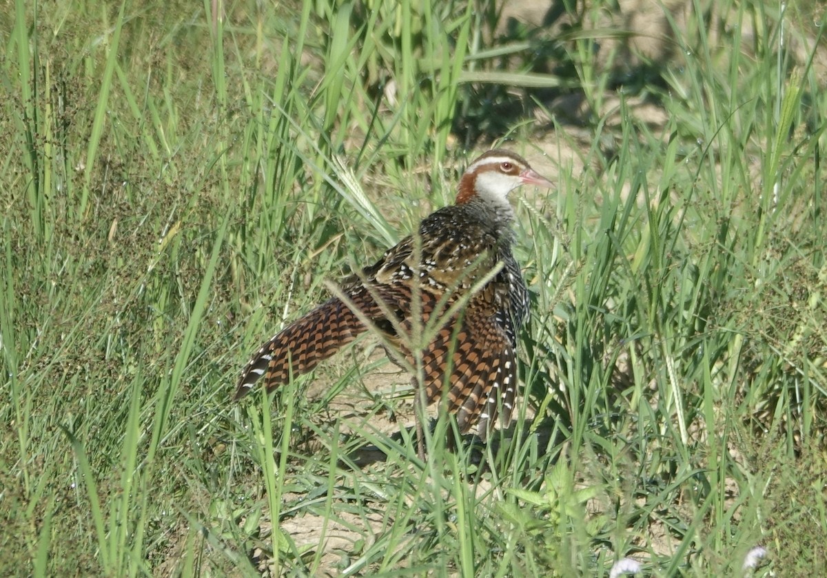 Buff-banded Rail - ML644255385