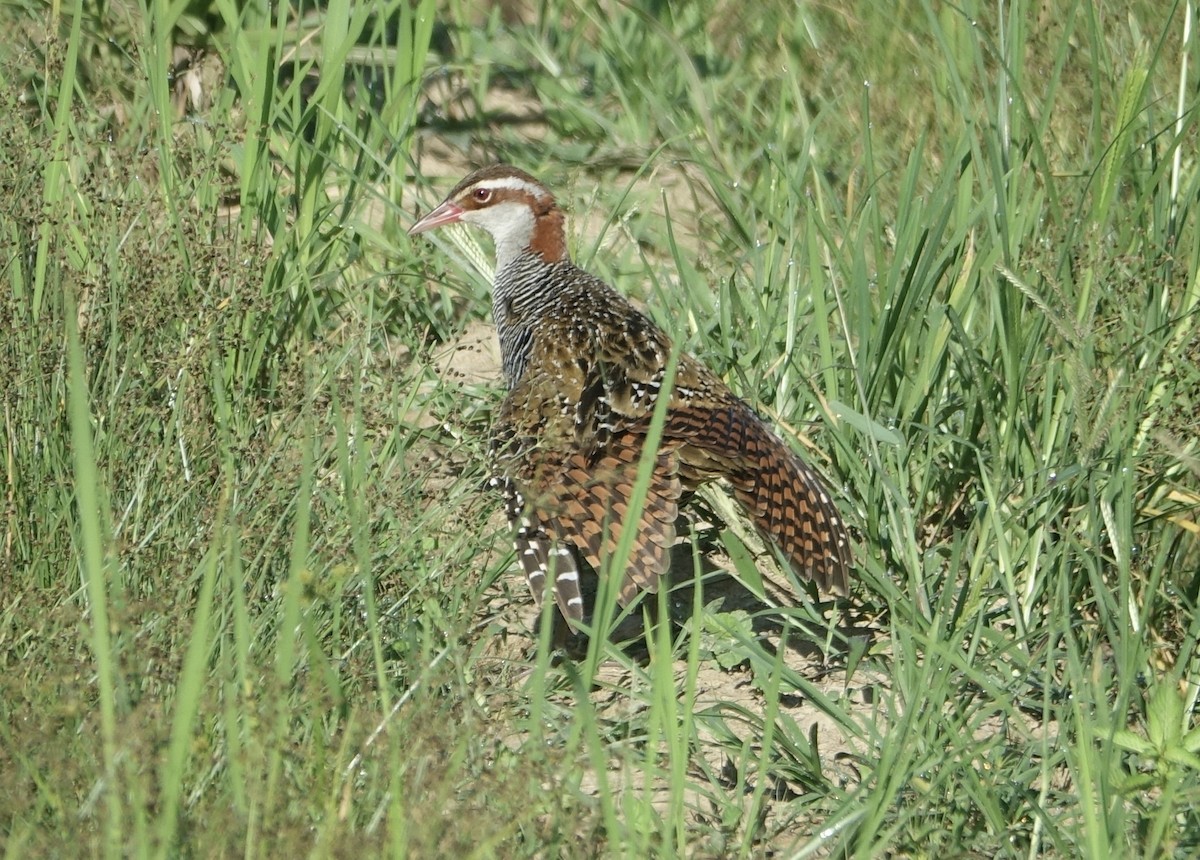 Buff-banded Rail - ML644255386