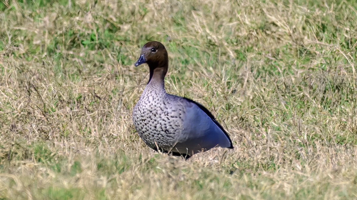 Maned Duck - ML644255390