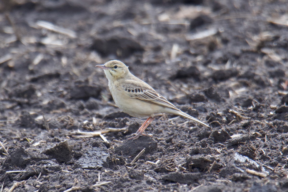Tawny Pipit - ML644255391
