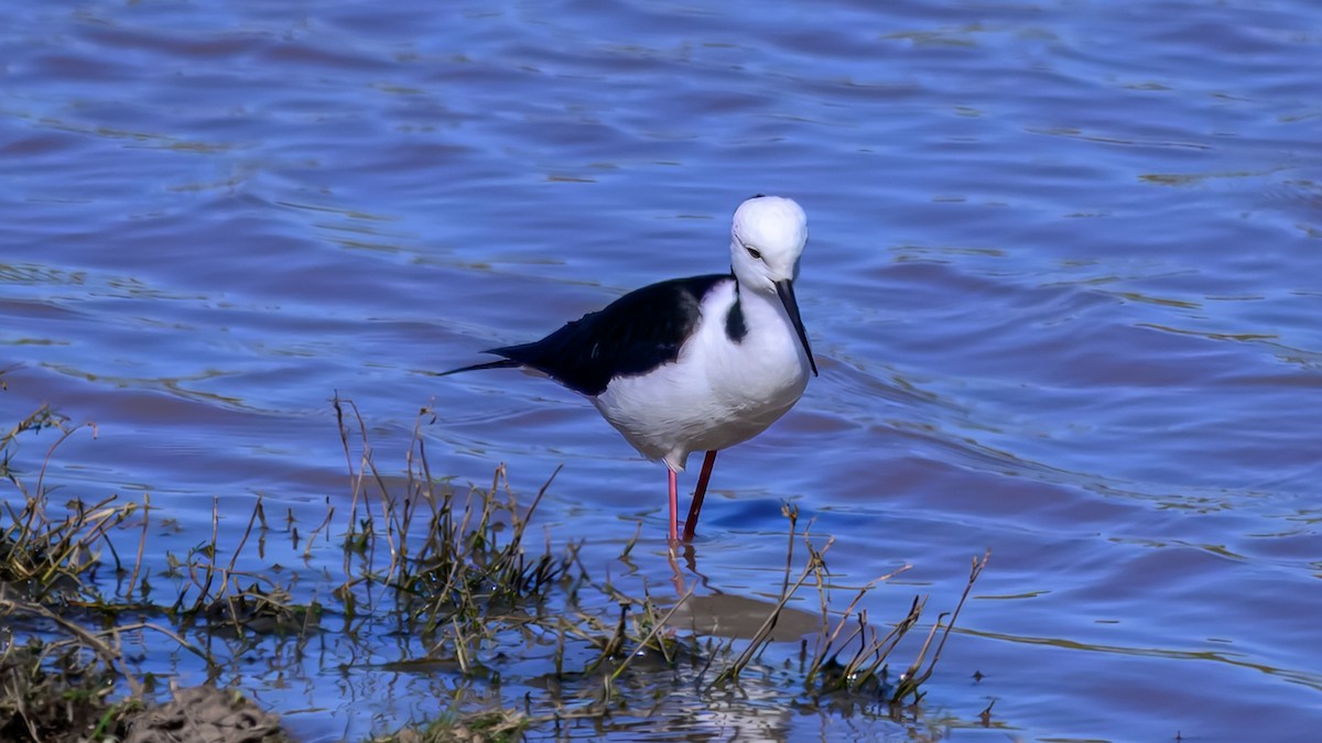 Pied Stilt - ML644255392