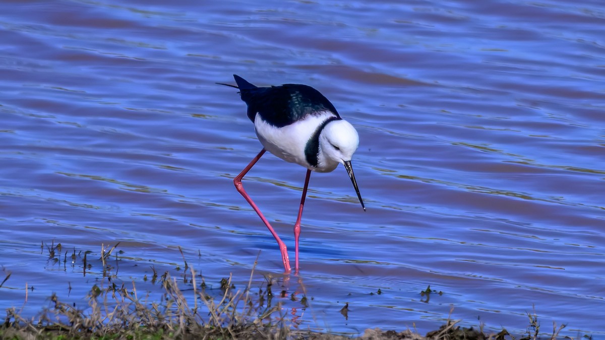 Pied Stilt - ML644255393