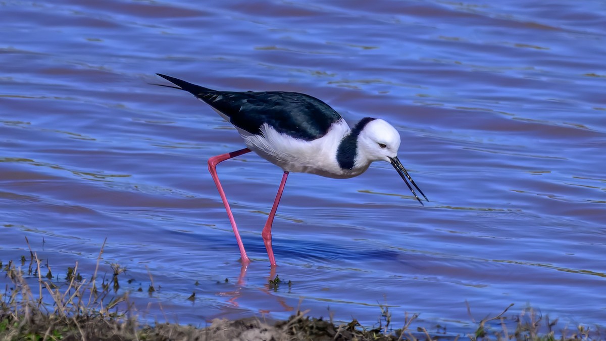 Pied Stilt - ML644255394