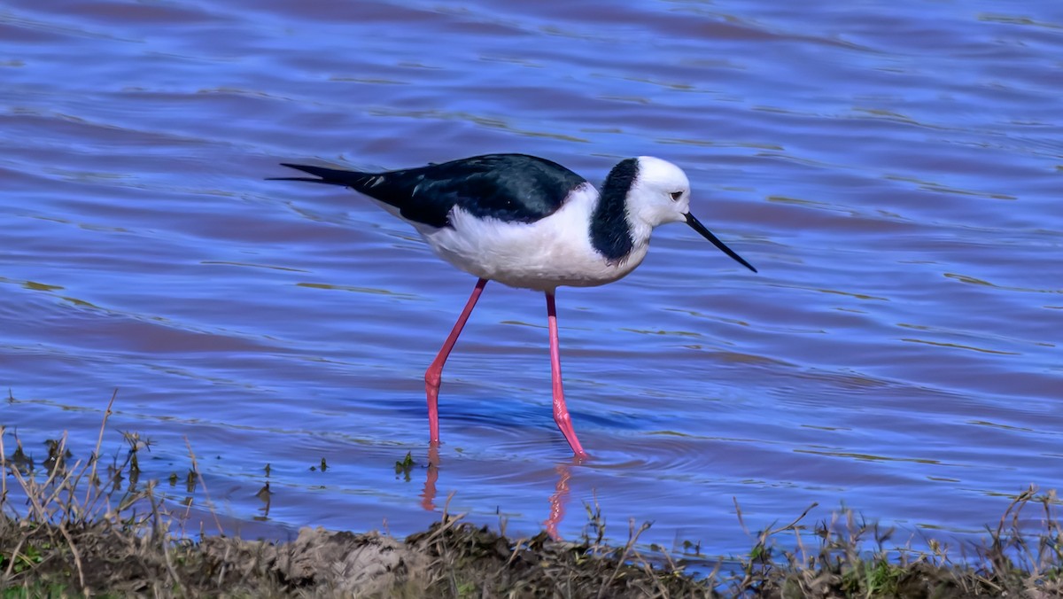 Pied Stilt - ML644255395