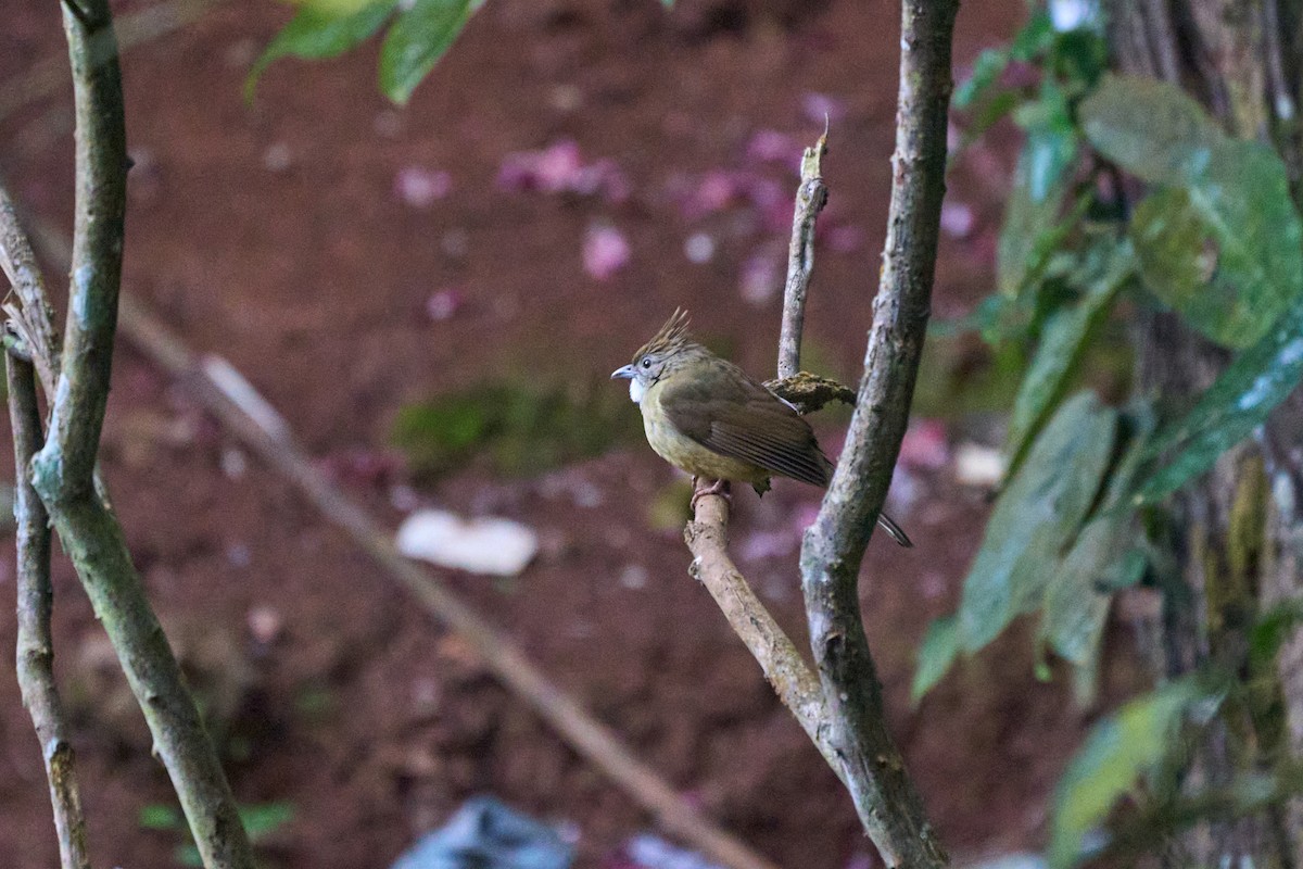 Puff-throated Bulbul - ML644255396