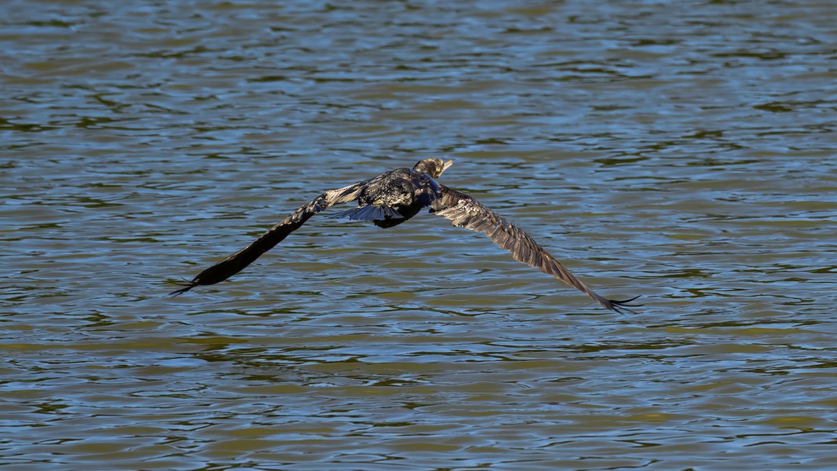 Little Black Cormorant - ML644255401