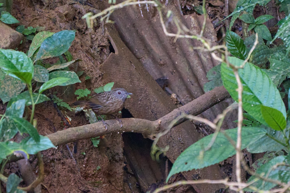 strekstrupemarktimal - ML644255404