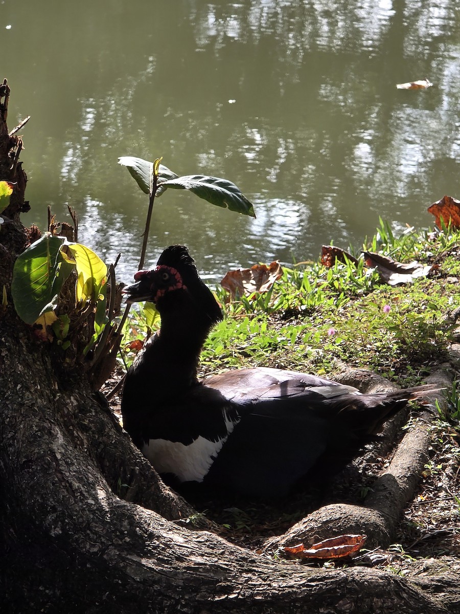 pižmovka americká (domestikovaná) - ML644255406