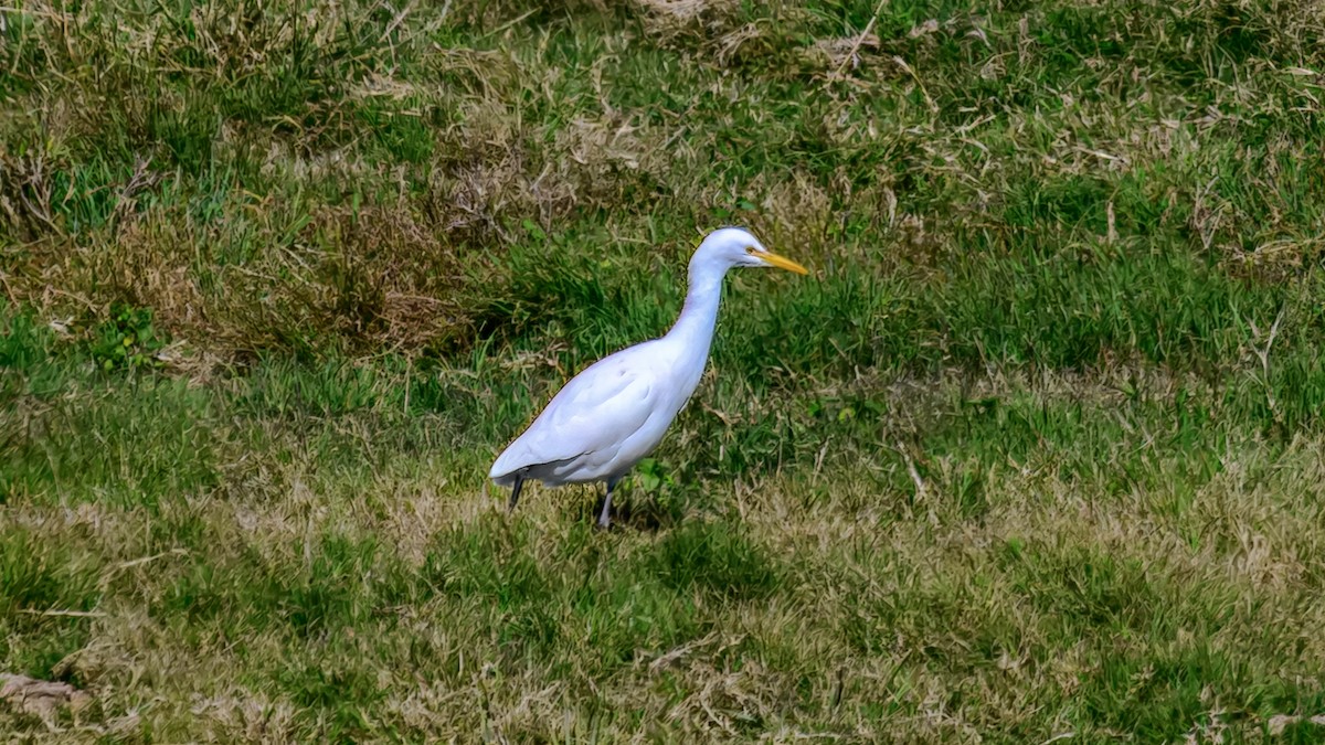 Eastern Cattle-Egret - ML644255408