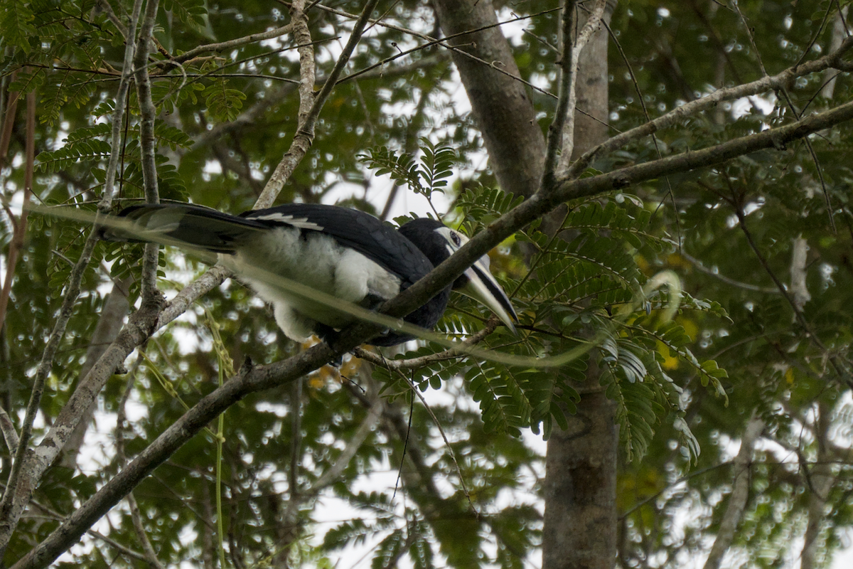 キタカササギサイチョウ - ML644255413