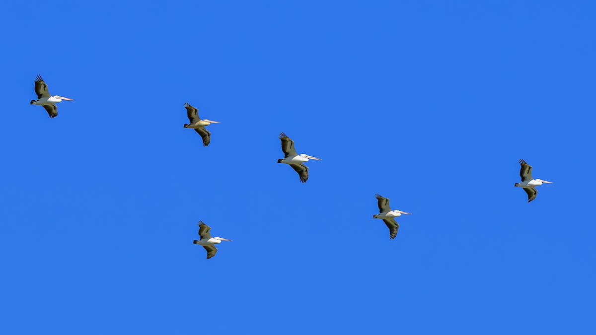 Australian Pelican - ML644255414