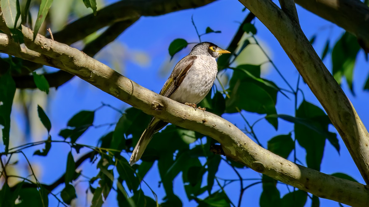 Noisy Miner - ML644255419