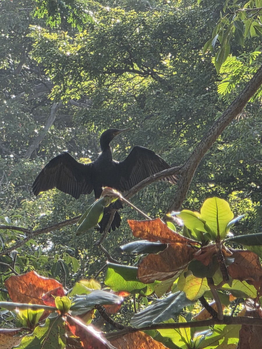 アジアコビトウ - ML644255424