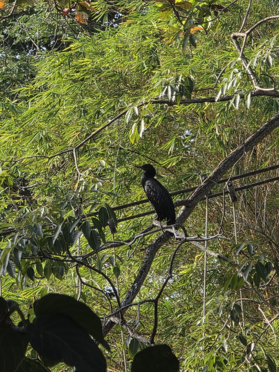 アジアコビトウ - ML644255425