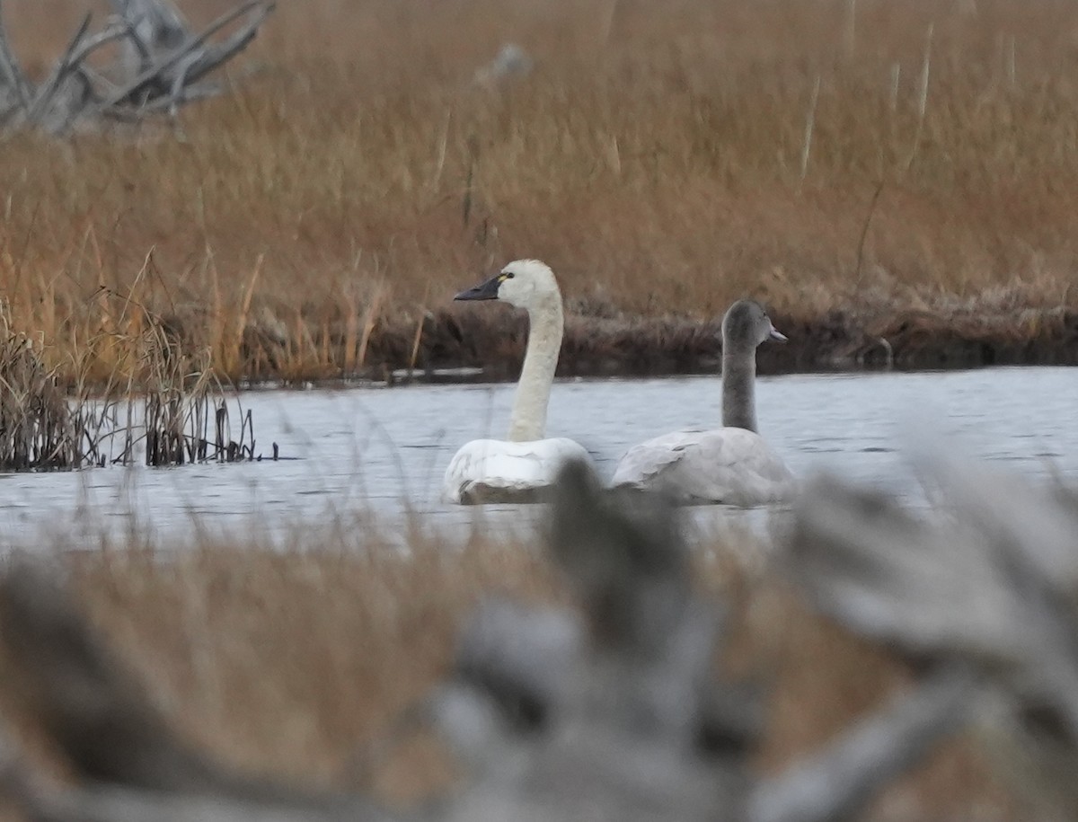 Tundra Swan - ML644255430