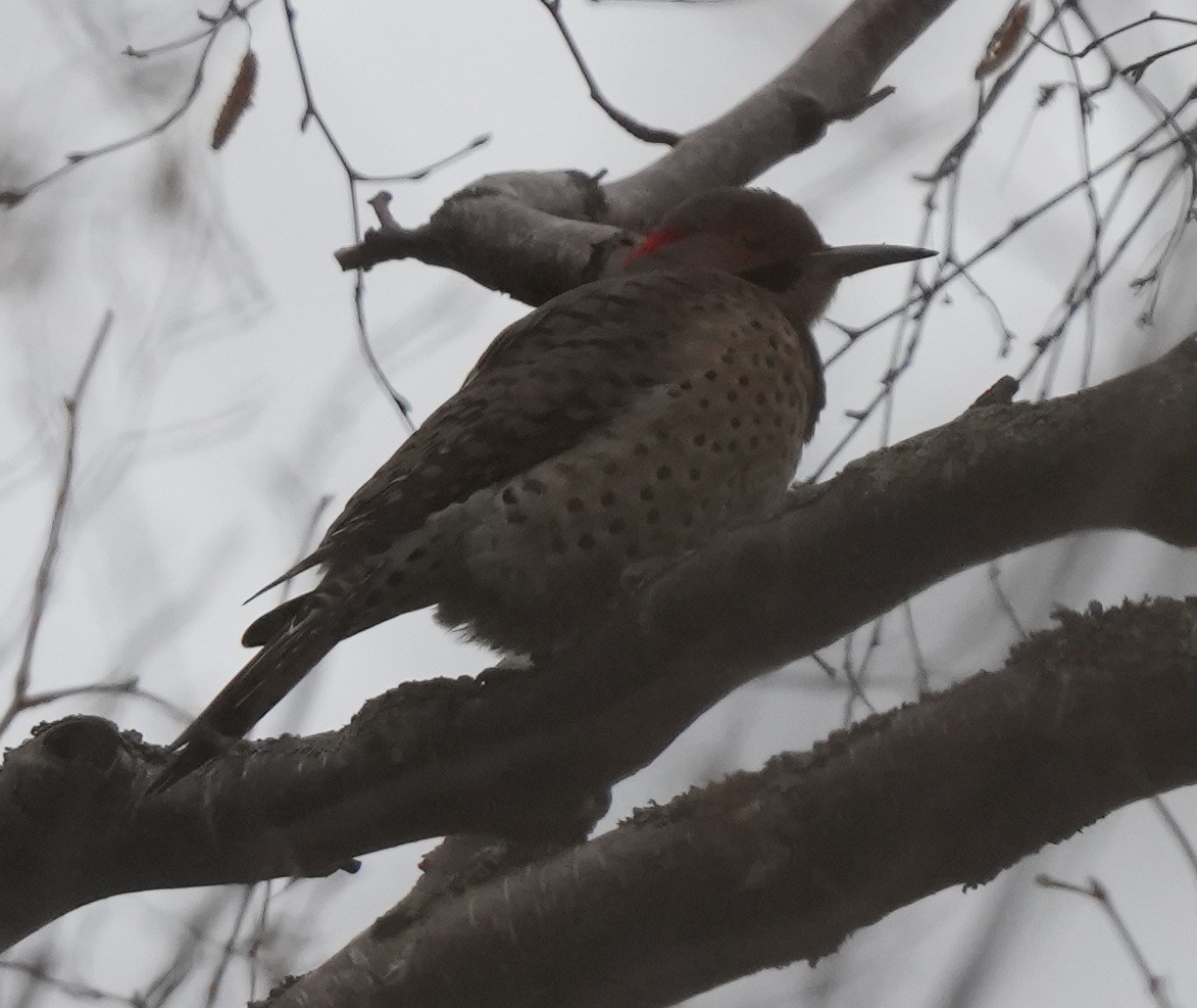 Northern Flicker - ML644255438
