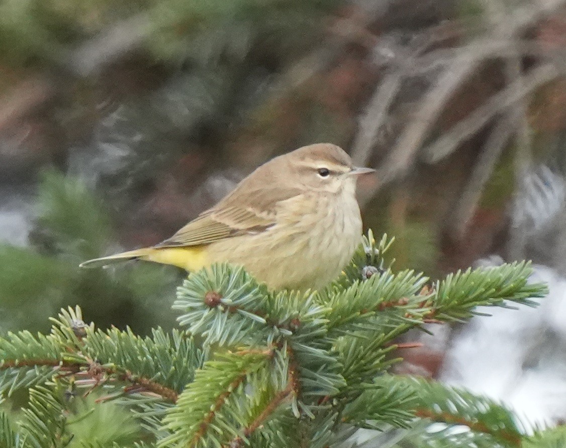 Palm Warbler - ML644255440