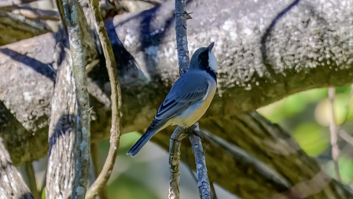 Rufous Whistler - ML644255468