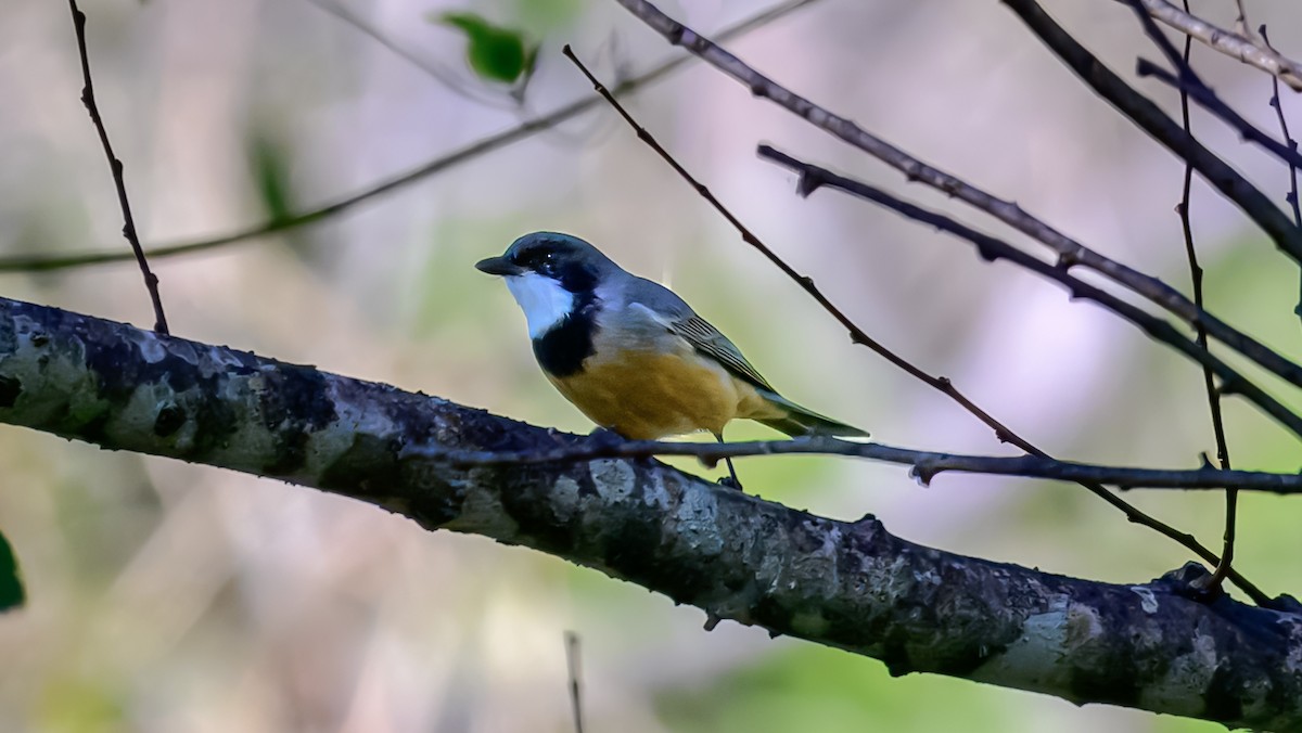 Rufous Whistler - ML644255469
