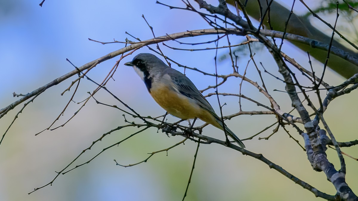 Rufous Whistler - ML644255470